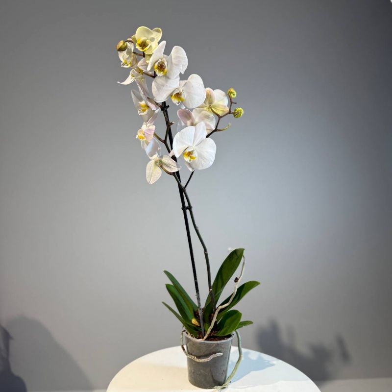 Орхидея Фаленопсис  Микс by-5 12/55