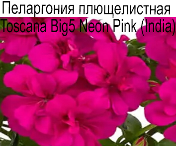 Пеларгония плющелистная Toscana Big5 Neon Pink ( India )