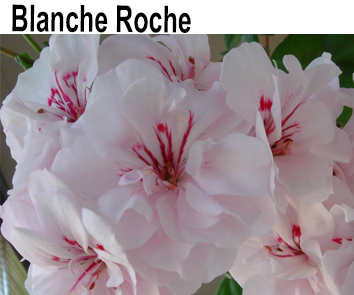 Пеларгония плющелистная Toscana Blanche Roche