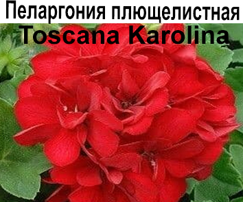 Пеларгония плющелистная Toscana Karolina