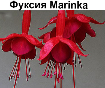 Фуксия Marinka ампель