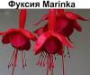 Фуксия Marinka ампель