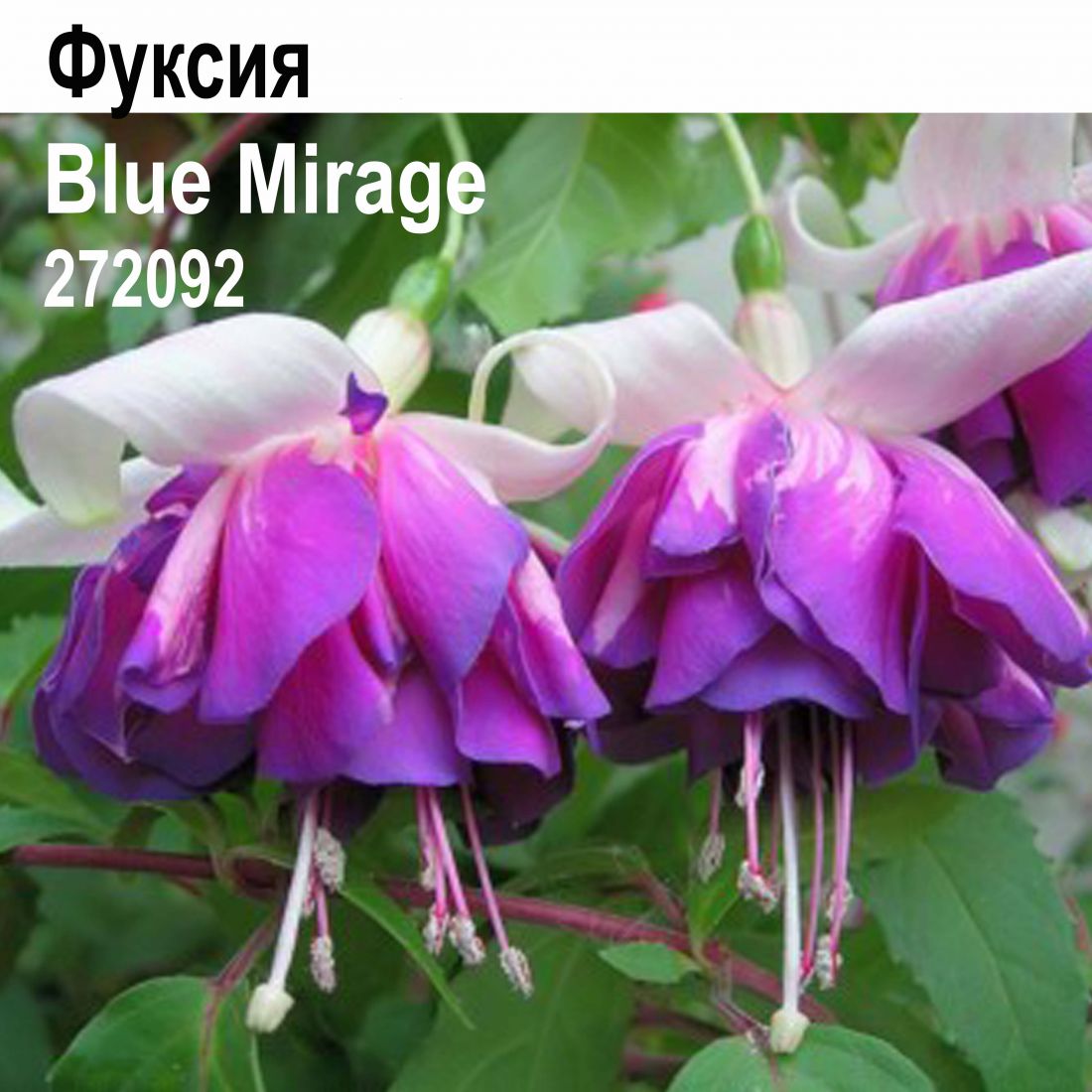 Фуксия Blue Mirage ампель