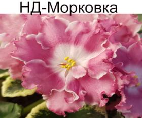 НД-Морковка (Данилова-Суворова)  НОВИНКА