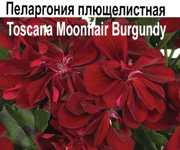 Пеларгония плющелистная Toscana Moonflair Burgundy