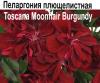 Пеларгония плющелистная Toscana Moonflair Burgundy