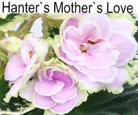 Hanter"s Mother"s Love