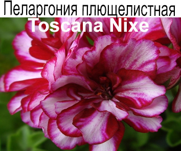 Пеларгония плющелистная Toscana Nixe