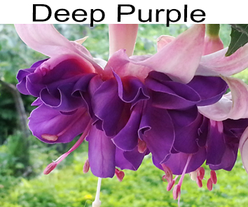 Фуксия Deep Purple ампель