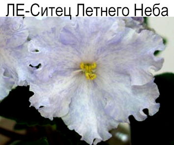 ЛЕ-Ситец Летнего Неба