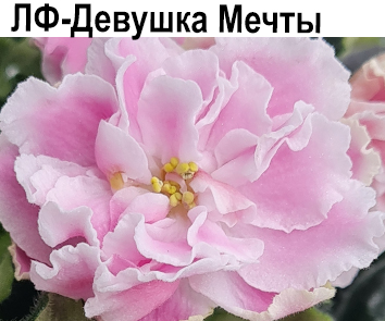 ЛФ-Девушка Мечты (Федосеева)  НОВИНКА