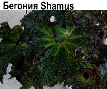 Бегония Shamuz