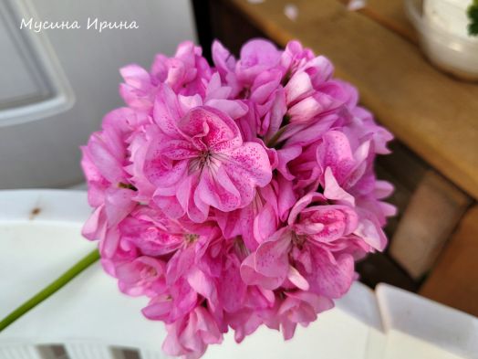 Double Pink Bird's Egg № 0119