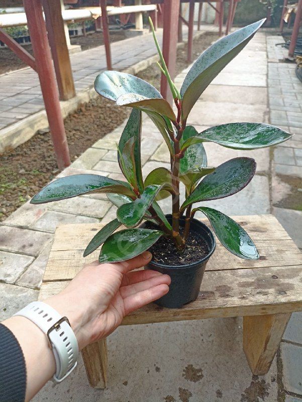 Пеперомия "Red Margin"