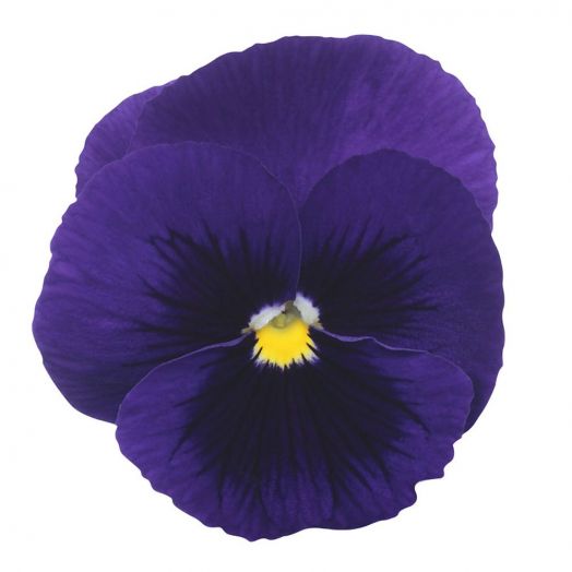 Виола виттрока (Viola wittrockiana) Power Deep Blue Blotch, 100 семян