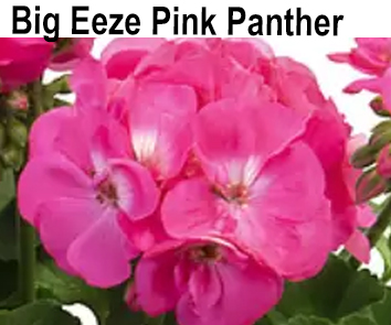 Пеларгония зональная махровая Big Eeze Pink Panther