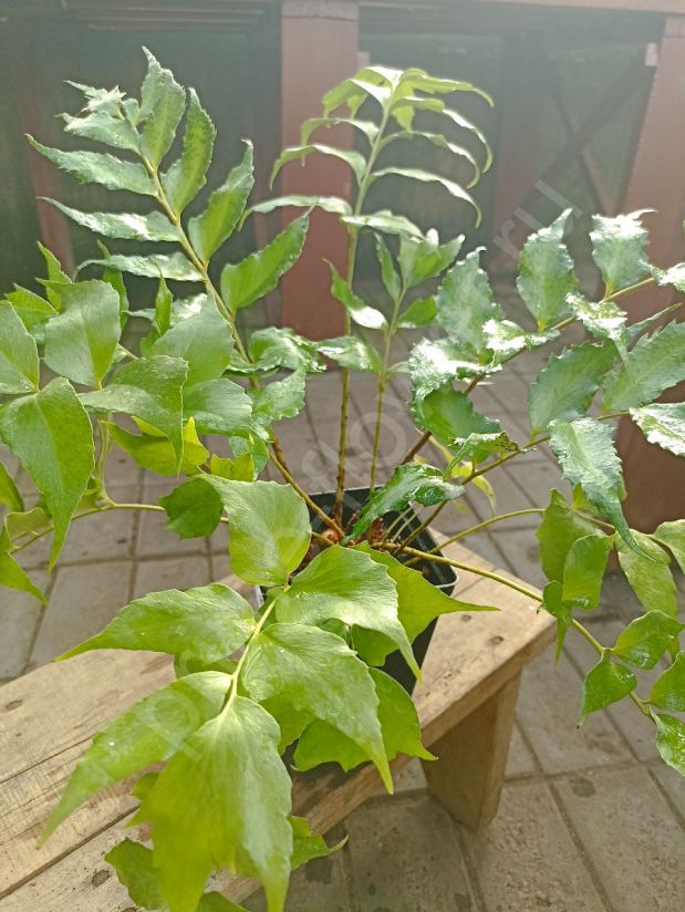 Циртомиум серповидный "Священный папоротник"