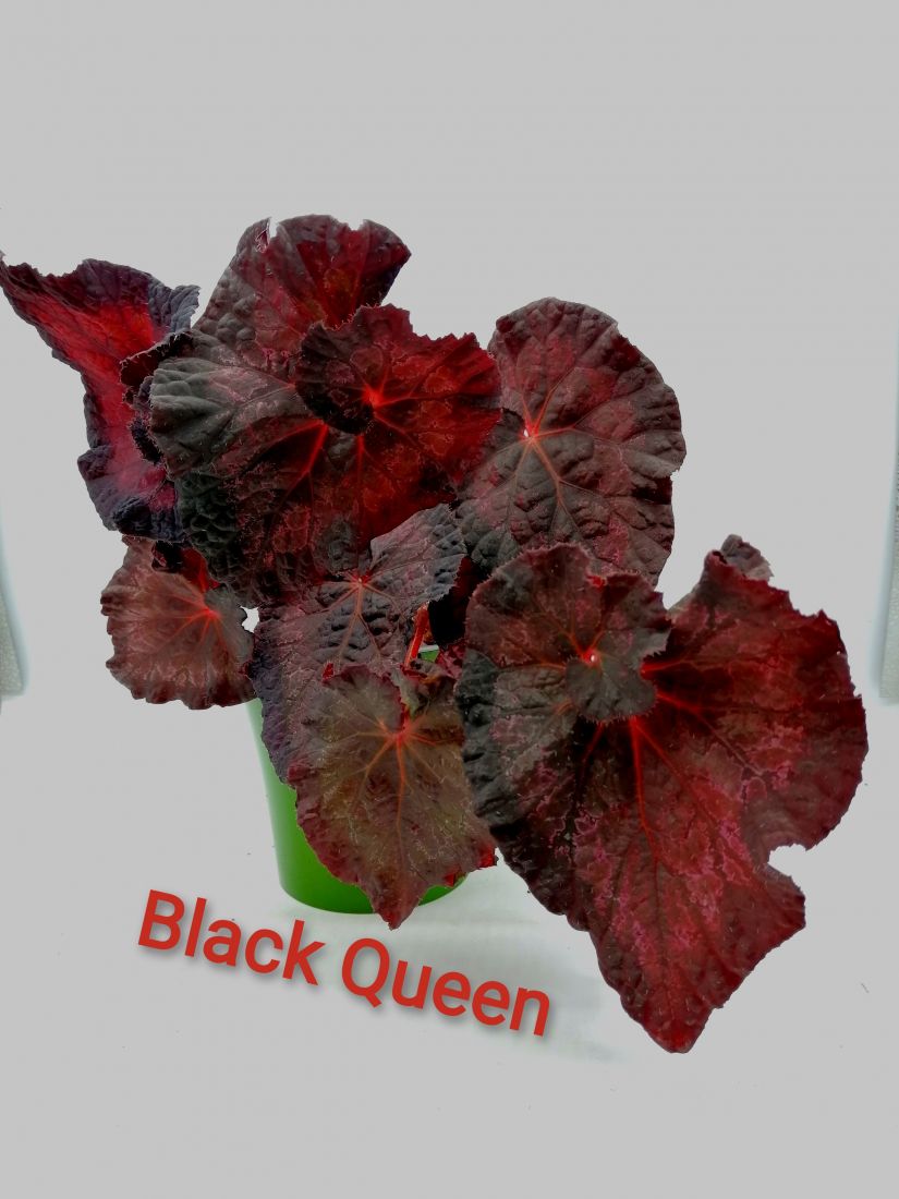 Бегония Black Queen