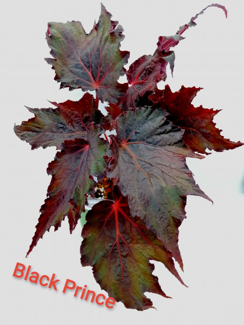 Бегония Black Prince