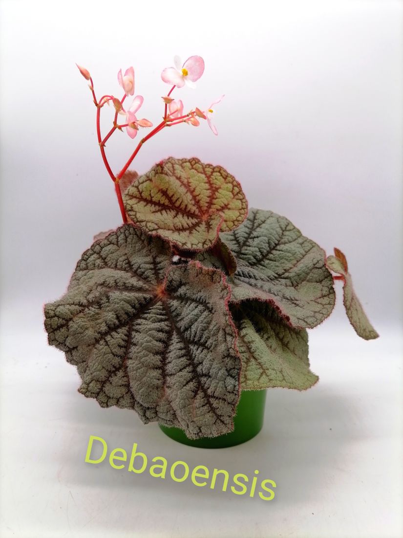 Бегония Debaoensis