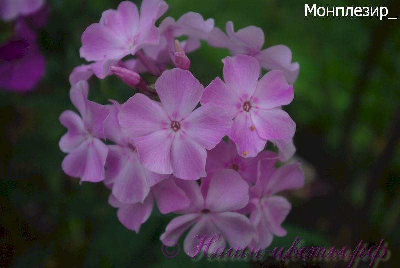 Флокс 'Монплезир' / Phlox 'Monplezir'