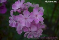 Флокс 'Монплезир' / Phlox 'Monplezir'