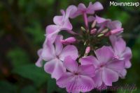 Флокс 'Монплезир' / Phlox 'Monplezir'