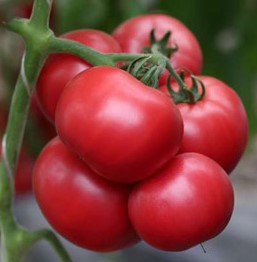 Томат детерминантный ШИБИК F1, 250 семян