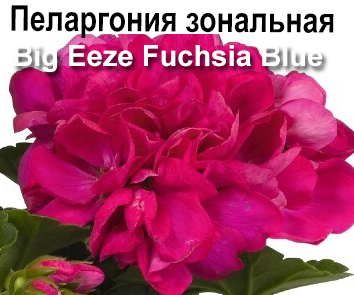 Пеларгония зональная Big Eeze Fuchsia Blue