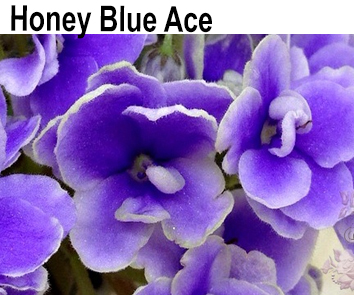 Honey Blue Ace