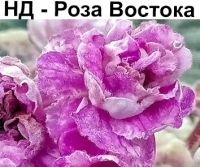 НД-Роза Востока (Данилова-Суворова)  НОВИНКА 21г