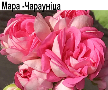 Пеларгония розебудная Мара-Чараунiца