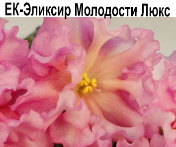 ЕК-Эликсир Молодости  НОВИНКА