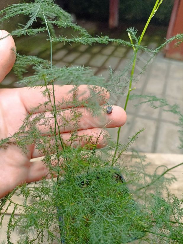 Аспарагус Перистый