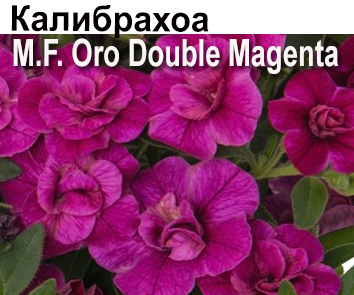 Калибрахоа M.F.Oro Double Magenta