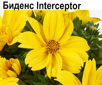 Биденс Interceptor