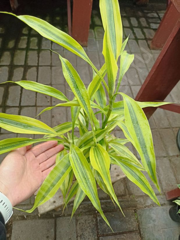 Драцена Лайм