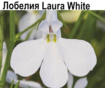 Лобелия Laura White