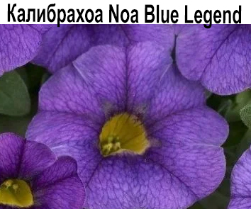 Калибрахоа Noa Blue Legend