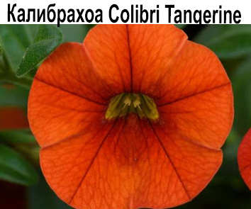 Калибрахоа Colibri Tangerine