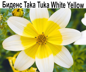 Биденс Taka Tuka White Yellow