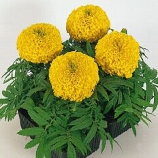Бархатцы прямостоячие (Tagetes erecta) Antigua Yellow, 100 семян