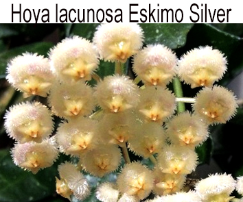 Хойя Lacunosa  Eskimo Silver