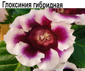 Глоксиния Кайзер Фридрих