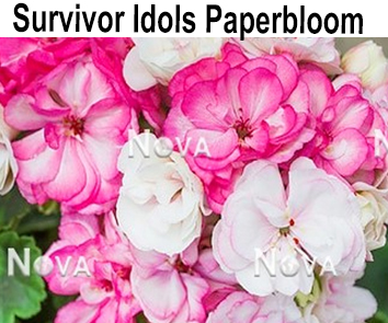 Пеларгония розебудная Survivor Idols Paper Bloom