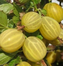Крыжовник Куршу Дзинтарс