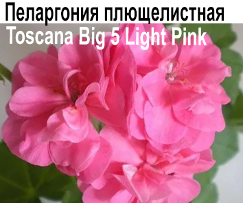 Пеларгония плющелистная Light Pink