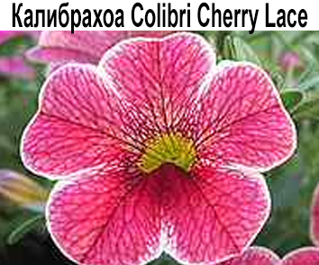 Калибрахоа Colibry Cherry Lace