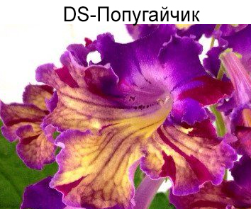 DS-Попугайчик (Диметрис)