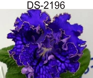DS-2196 (Диметрис)  НОВИНКА КАТАЛОГА!